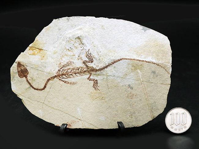 オールドコレクション！１億３千万年前のシルト質の地層から採集された、ミニドラゴンこと、ヒファロサウルス（Hyphalosaurus lingyuanensis）の全身化石（その14）
