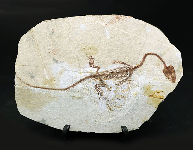 オールドコレクション！１億３千万年前のシルト質の地層から採集された、ミニドラゴンこと、ヒファロサウルス（Hyphalosaurus lingyuanensis）の全身化石（その2）
