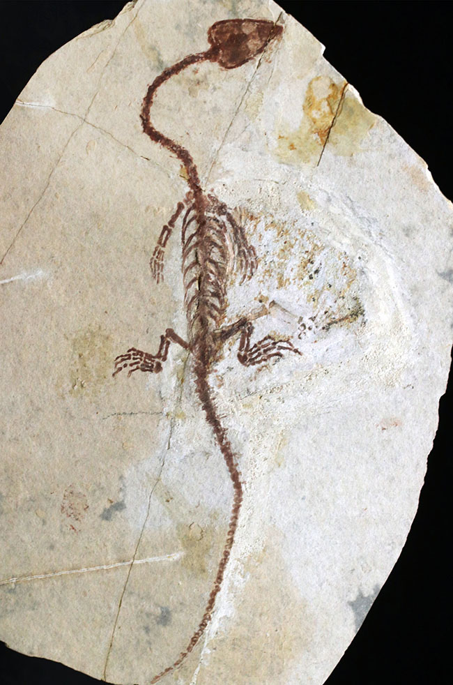 オールドコレクション！１億３千万年前のシルト質の地層から採集された、ミニドラゴンこと、ヒファロサウルス（Hyphalosaurus lingyuanensis）の全身化石（その3）