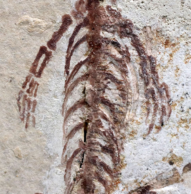 オールドコレクション！１億３千万年前のシルト質の地層から採集された、ミニドラゴンこと、ヒファロサウルス（Hyphalosaurus lingyuanensis）の全身化石（その5）