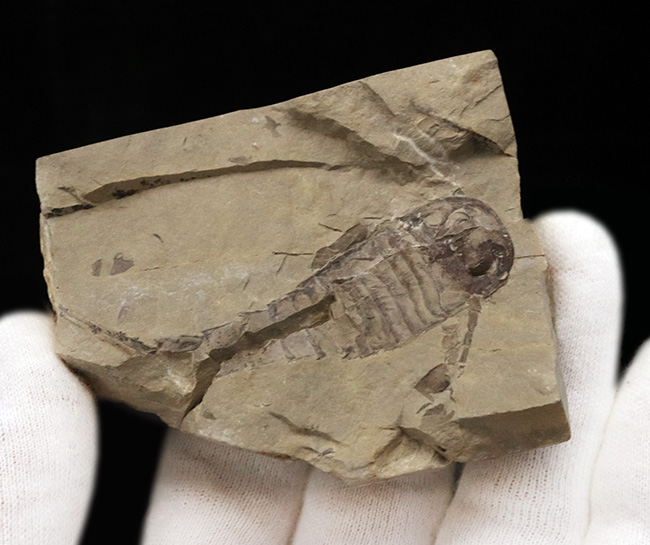珍しい産地!ウクライナの約4億2千万年前の地層で発見されたウミサソリ、ユーリプテルス(Eurypterus tetragonophthalmus)(その4)