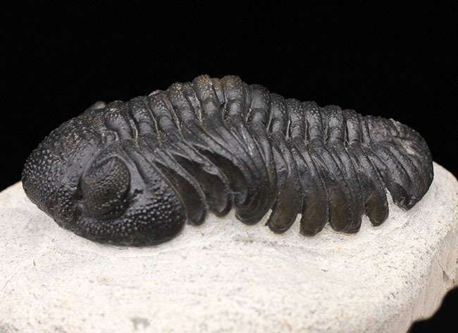 デボン紀を代表する三葉虫、複眼完全保存！ファプコス三葉虫（Phacops sp.）の高品位化石（その11）