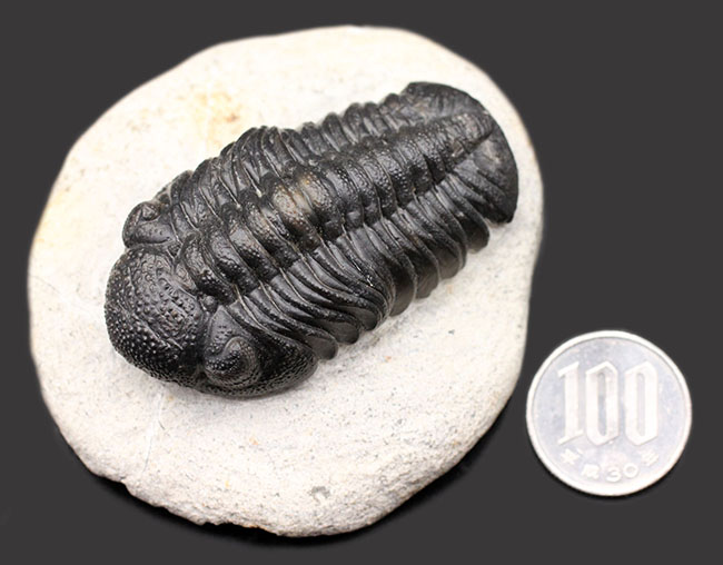 デボン紀を代表する三葉虫、複眼完全保存！ファプコス三葉虫（Phacops sp.）の高品位化石（その12）
