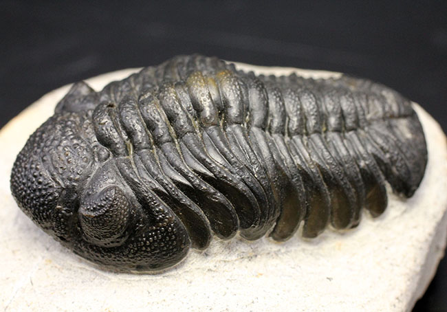 デボン紀を代表する三葉虫、複眼完全保存！ファプコス三葉虫（Phacops sp.）の高品位化石（その3）