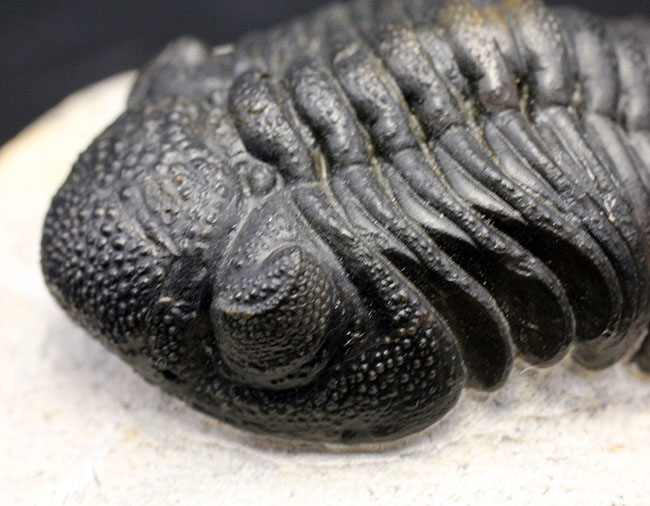 デボン紀を代表する三葉虫、複眼完全保存！ファプコス三葉虫（Phacops sp.）の高品位化石（その4）