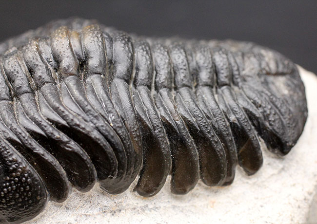 デボン紀を代表する三葉虫、複眼完全保存！ファプコス三葉虫（Phacops sp.）の高品位化石（その5）