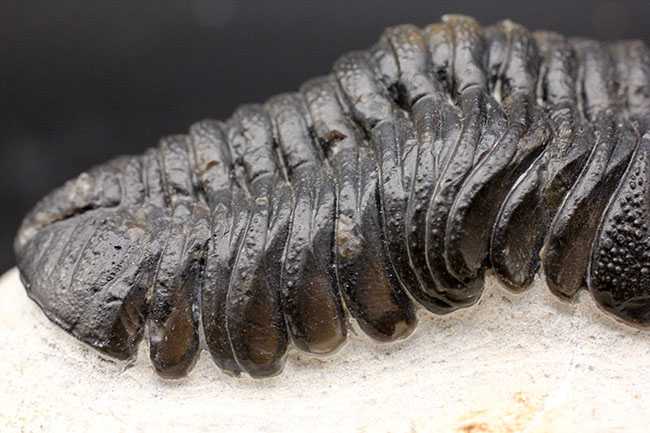 デボン紀を代表する三葉虫、複眼完全保存！ファプコス三葉虫（Phacops sp.）の高品位化石（その8）