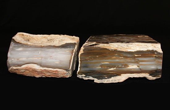 展示の仕方でセンスを試される！？古代の木の化石、ブラジル産