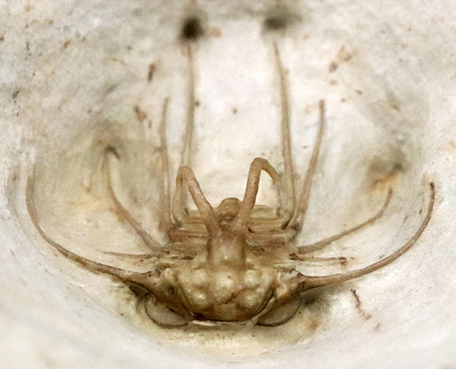 三葉虫コレクター憧れの存在！クリーム色が映える……米国オクラホマ州産三葉虫、ディクラヌルス・ハマトゥス・エレガントゥス（Dicranurus hamatus elegantus）（その1）