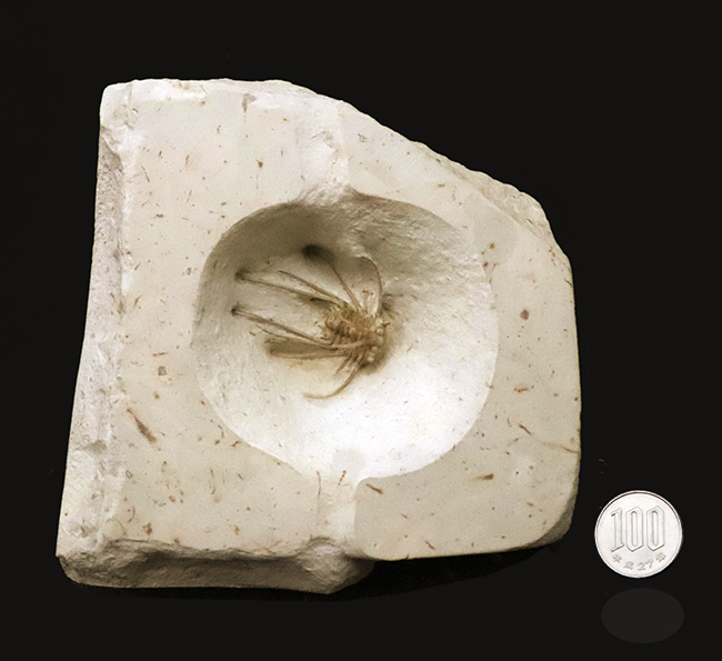 三葉虫コレクター憧れの存在！クリーム色が映える……米国オクラホマ州産三葉虫、ディクラヌルス・ハマトゥス・エレガントゥス（Dicranurus hamatus elegantus）（その10）