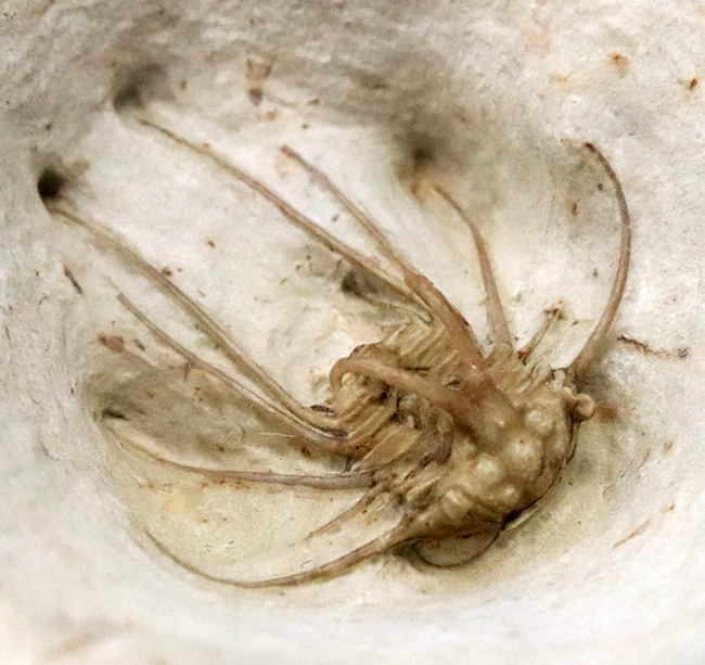 三葉虫コレクター憧れの存在！クリーム色が映える……米国オクラホマ州産三葉虫、ディクラヌルス・ハマトゥス・エレガントゥス（Dicranurus hamatus elegantus）（その3）