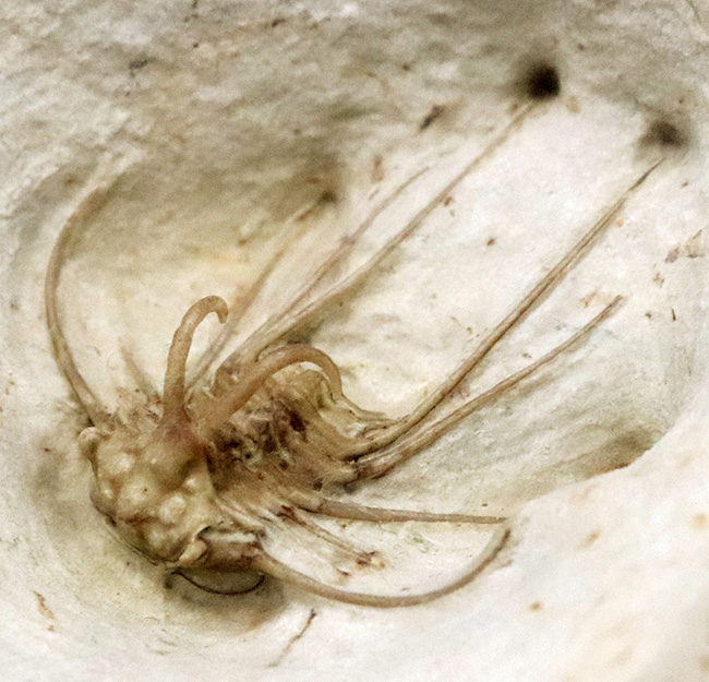 三葉虫コレクター憧れの存在！クリーム色が映える……米国オクラホマ州産三葉虫、ディクラヌルス・ハマトゥス・エレガントゥス（Dicranurus hamatus elegantus）（その4）
