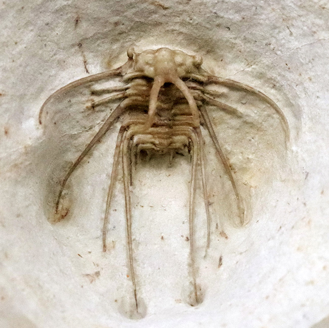 三葉虫コレクター憧れの存在！クリーム色が映える……米国オクラホマ州産三葉虫、ディクラヌルス・ハマトゥス・エレガントゥス（Dicranurus hamatus elegantus）（その5）