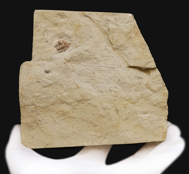 三葉虫コレクター憧れの存在！クリーム色が映える……米国オクラホマ州産三葉虫、ディクラヌルス・ハマトゥス・エレガントゥス（Dicranurus hamatus elegantus）（その6）