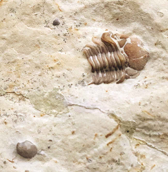 三葉虫コレクター憧れの存在！クリーム色が映える……米国オクラホマ州産三葉虫、ディクラヌルス・ハマトゥス・エレガントゥス（Dicranurus hamatus elegantus）（その7）