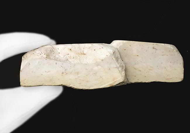三葉虫コレクター憧れの存在！クリーム色が映える……米国オクラホマ州産三葉虫、ディクラヌルス・ハマトゥス・エレガントゥス（Dicranurus hamatus elegantus）（その8）