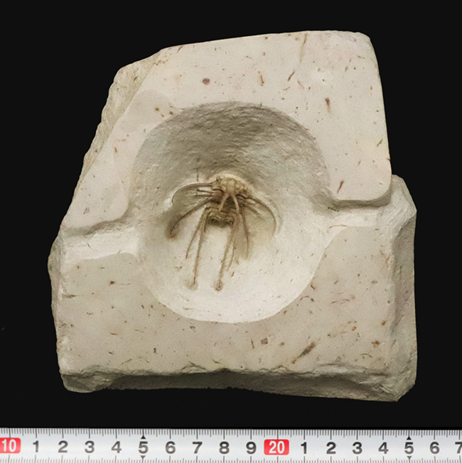 三葉虫コレクター憧れの存在！クリーム色が映える……米国オクラホマ州産三葉虫、ディクラヌルス・ハマトゥス・エレガントゥス（Dicranurus hamatus elegantus）（その9）