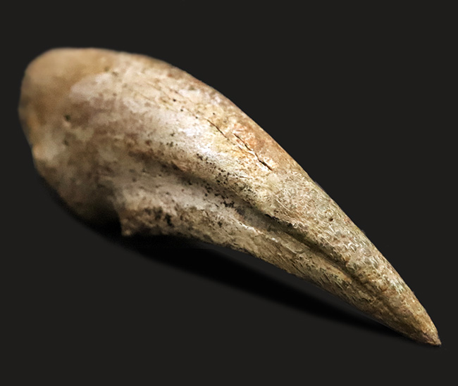 全コレクター垂涎の的、個人コレクションの一つの到達点。ティラノサウルス・レックス（Tyrannosaurus rex）のフットクロウ（足爪）化石（その10）