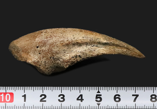 全コレクター垂涎の的、個人コレクションの一つの到達点。ティラノサウルス・レックス（Tyrannosaurus rex）のフットクロウ（足爪）化石（その11）