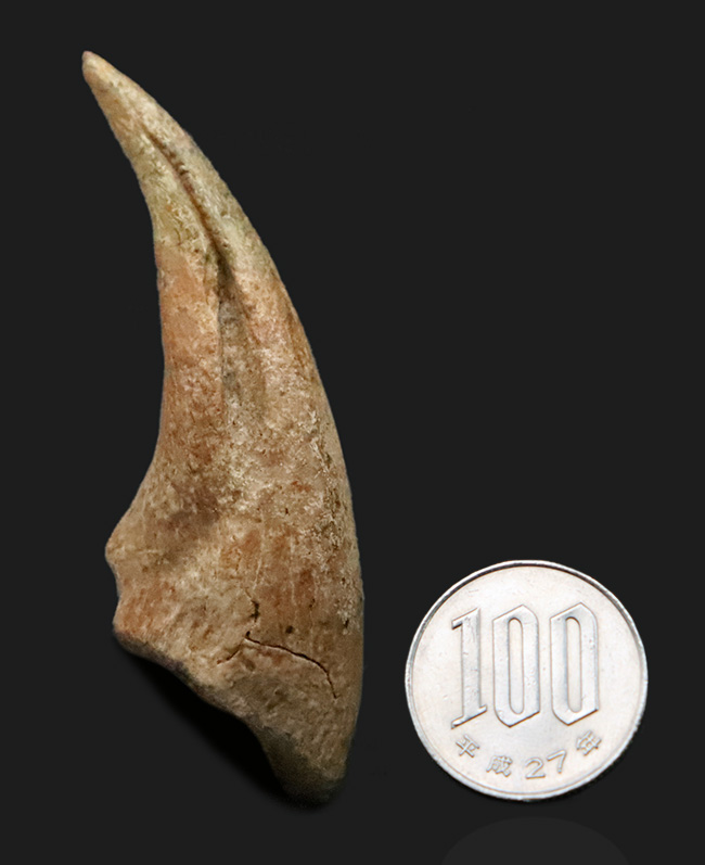 全コレクター垂涎の的、個人コレクションの一つの到達点。ティラノサウルス・レックス（Tyrannosaurus rex）のフットクロウ（足爪）化石（その12）