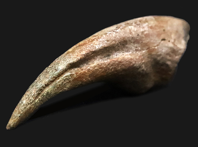 全コレクター垂涎の的、個人コレクションの一つの到達点。ティラノサウルス・レックス（Tyrannosaurus rex）のフットクロウ（足爪）化石（その2）