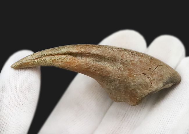 全コレクター垂涎の的、個人コレクションの一つの到達点。ティラノサウルス・レックス（Tyrannosaurus rex）のフットクロウ（足爪）化石（その3）