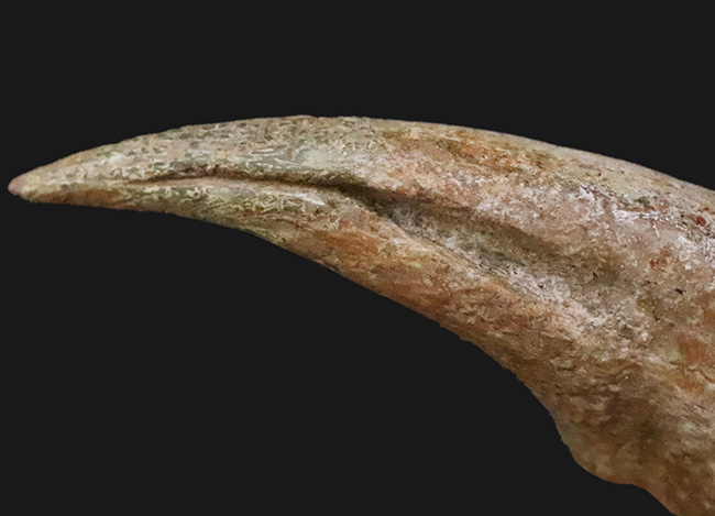全コレクター垂涎の的、個人コレクションの一つの到達点。ティラノサウルス・レックス（Tyrannosaurus rex）のフットクロウ（足爪）化石（その4）