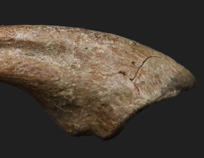 全コレクター垂涎の的、個人コレクションの一つの到達点。ティラノサウルス・レックス（Tyrannosaurus rex）のフットクロウ（足爪）化石（その5）