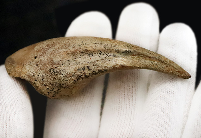 全コレクター垂涎の的、個人コレクションの一つの到達点。ティラノサウルス・レックス（Tyrannosaurus rex）のフットクロウ（足爪）化石（その6）
