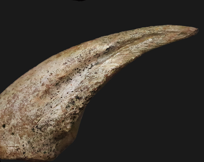 全コレクター垂涎の的、個人コレクションの一つの到達点。ティラノサウルス・レックス（Tyrannosaurus rex）のフットクロウ（足爪）化石（その7）