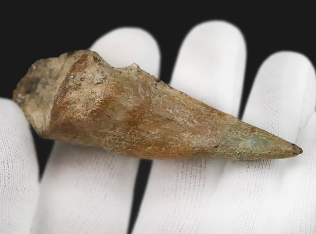 全コレクター垂涎の的、個人コレクションの一つの到達点。ティラノサウルス・レックス（Tyrannosaurus rex）のフットクロウ（足爪）化石（その9）