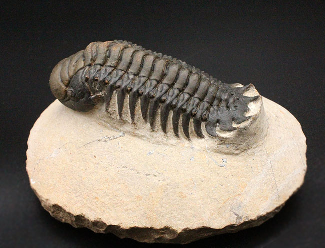 上質！古生代デボン紀の三葉虫クロタロセファルス・ギブス