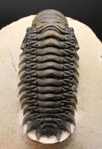 上質！古生代デボン紀の三葉虫クロタロセファルス・ギブス（Crotalocephalus gibbus）