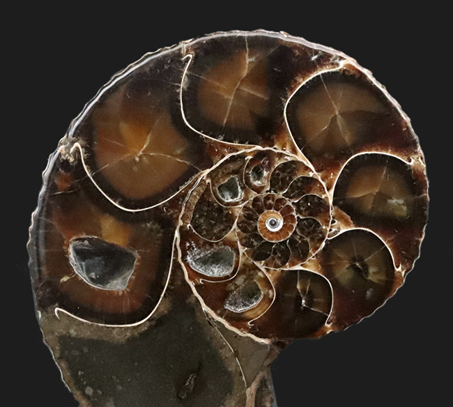 最期のアンモナイトの一つ！米国サウスダコタ州産のアンモナイト