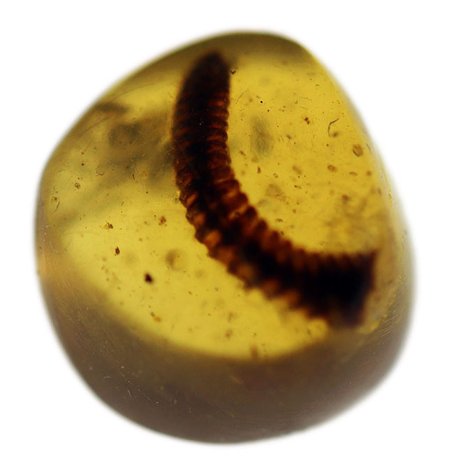 人気のビルマ琥珀（Burmite）。ヤスデが内包された希少な恐竜時代の琥珀（その2）