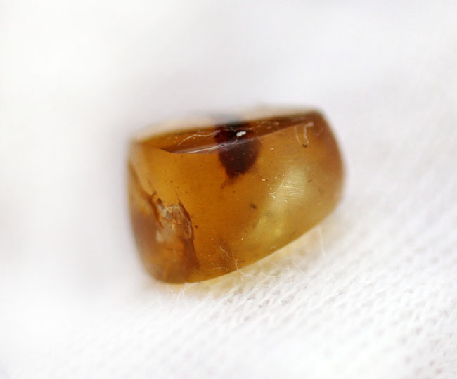 人気のビルマ琥珀(Burmite)。ヤスデが内包された希少な恐竜時代の琥珀(その5)