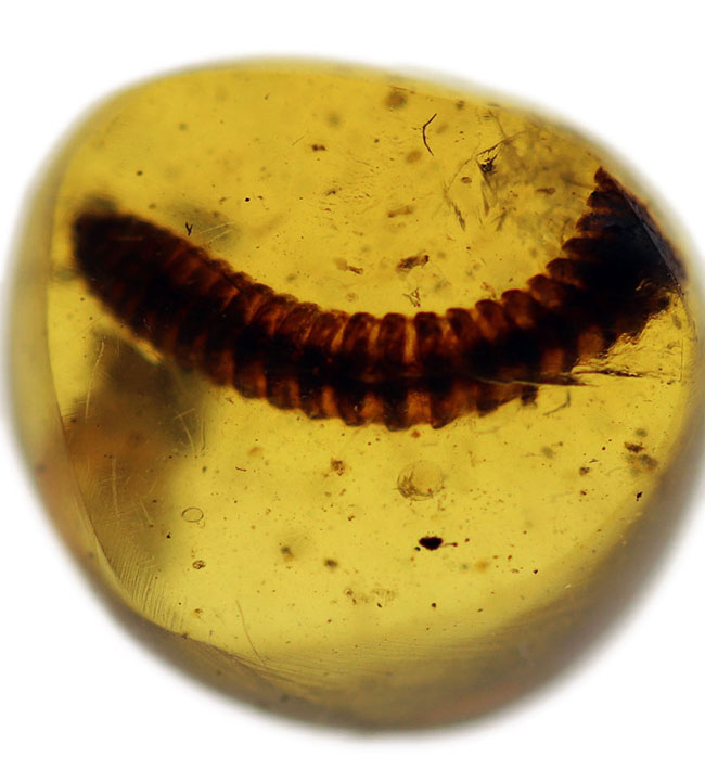 人気のビルマ琥珀(Burmite)。ヤスデが内包された希少な恐竜時代の琥珀(その6)