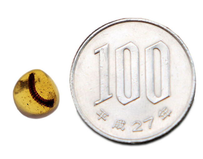 人気のビルマ琥珀(Burmite)。ヤスデが内包された希少な恐竜時代の琥珀(その7)