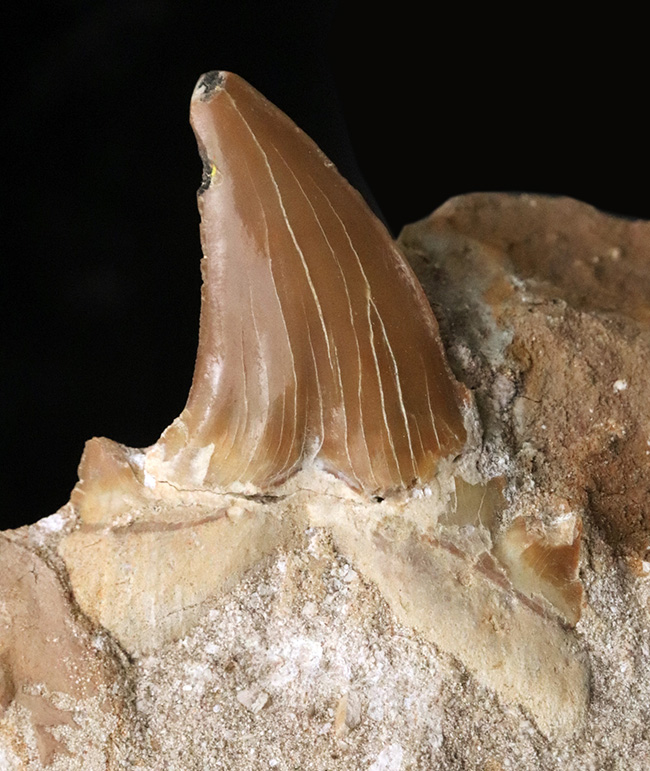 新生代の一時期、海中のトッププレデターとして君臨した強大な軟骨魚類、オトドゥス(Otodus)のの母岩付きの歯化石(その1)