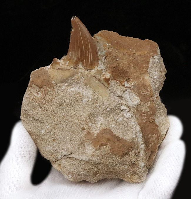 新生代の一時期、海中のトッププレデターとして君臨した強大な軟骨魚類、オトドゥス(Otodus)のの母岩付きの歯化石(その2)