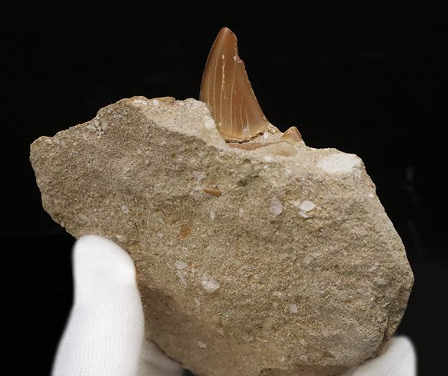 新生代の一時期、海中のトッププレデターとして君臨した強大な軟骨魚類、オトドゥス(Otodus)のの母岩付きの歯化石(その3)