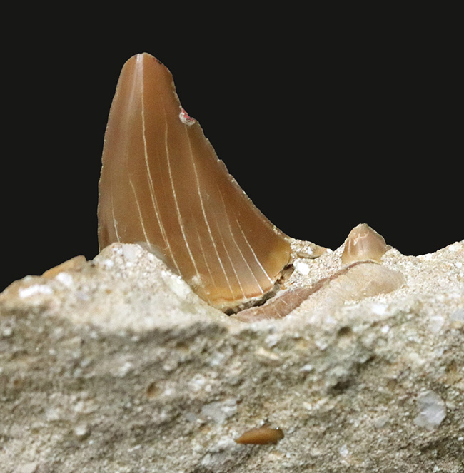 新生代の一時期、海中のトッププレデターとして君臨した強大な軟骨魚類、オトドゥス(Otodus)のの母岩付きの歯化石(その4)
