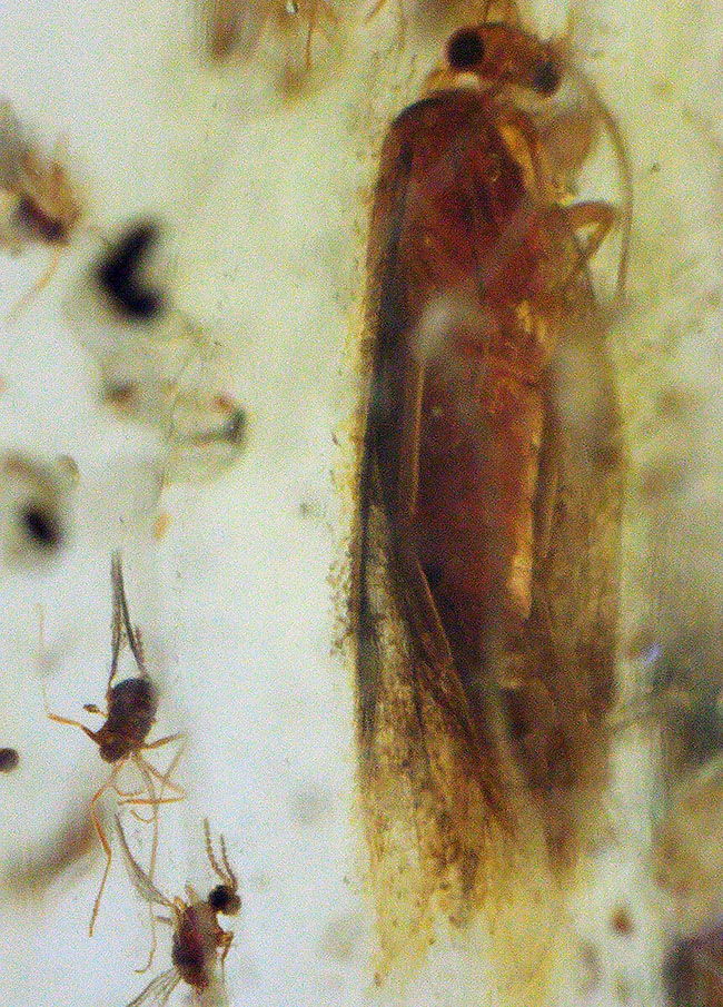 100万年前の世界を包み込んだマダガスカル産のコーパル(Copal)。羽虫、クモ・・・数え切れないほど夥しい数の虫が内包されています(その1)