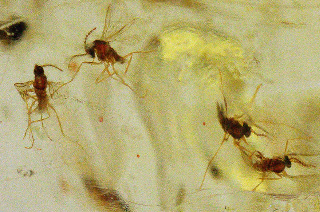 100万年前の世界を包み込んだマダガスカル産のコーパル(Copal)。羽虫、クモ・・・数え切れないほど夥しい数の虫が内包されています(その10)