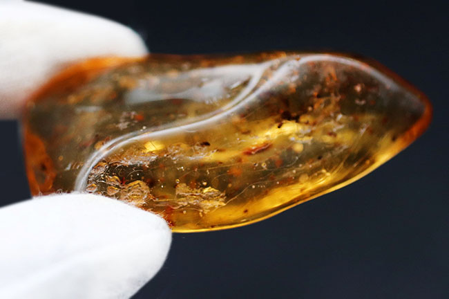 100万年前の世界を包み込んだマダガスカル産のコーパル(Copal)。羽虫、クモ・・・数え切れないほど夥しい数の虫が内包されています(その12)