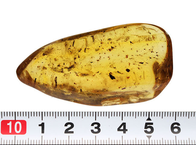 100万年前の世界を包み込んだマダガスカル産のコーパル(Copal)。羽虫、クモ・・・数え切れないほど夥しい数の虫が内包されています(その14)