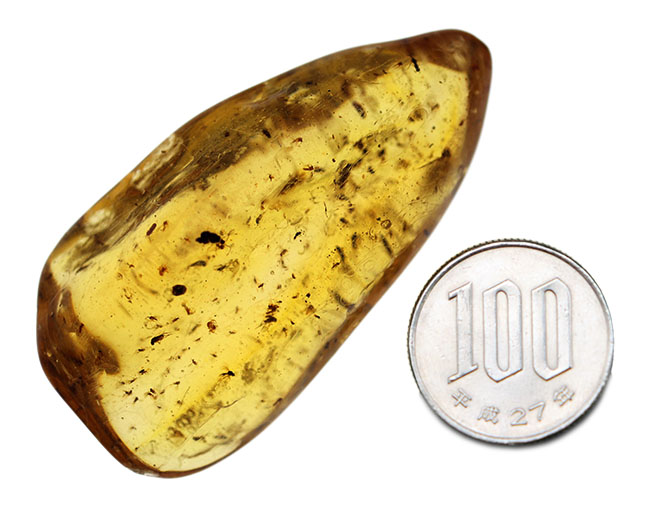 100万年前の世界を包み込んだマダガスカル産のコーパル(Copal)。羽虫、クモ・・・数え切れないほど夥しい数の虫が内包されています(その15)