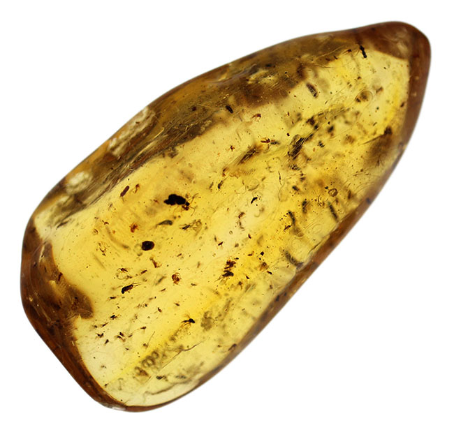 100万年前の世界を包み込んだマダガスカル産のコーパル(Copal)。羽虫、クモ・・・数え切れないほど夥しい数の虫が内包されています(その2)