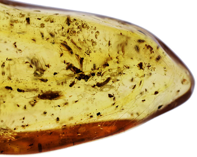 100万年前の世界を包み込んだマダガスカル産のコーパル(Copal)。羽虫、クモ・・・数え切れないほど夥しい数の虫が内包されています(その4)