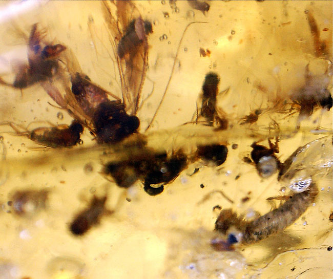100万年前の世界を包み込んだマダガスカル産のコーパル(Copal)。羽虫、クモ・・・数え切れないほど夥しい数の虫が内包されています(その5)